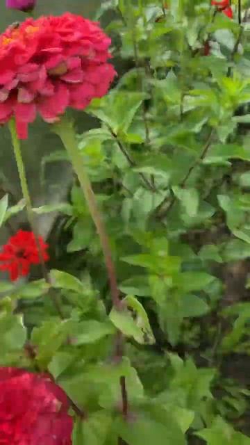 Кто знает как собрать семена прекрасной циннии на сле? смотреть онлайн