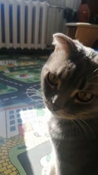 Вот видео про Сему 😽😽