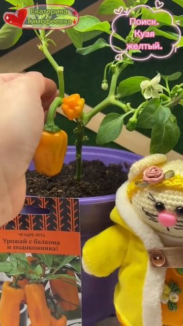 Перец Кузя желтый от Поиск @АгрофирмаПоиск #поиск #пер?
