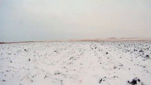 Охота на зайца со спаниелем