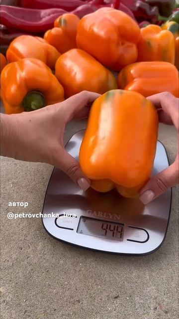 УРОЖАЙ ПЕРЦА 👍#жизньзагородом #огород #урожай смотреть онлайн