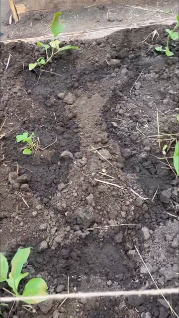 #дача #огородник #огород #рассада #грядки #баклажаны #лу смотреть онлайн