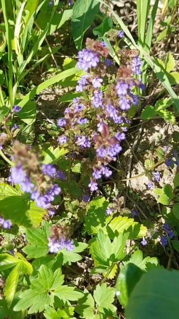 Кошачья Мята