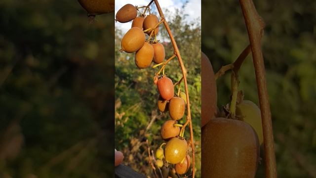 Актинидия мини Киви | Actinidia arguta #actinidia #актинидия #сад #gar смотреть онлайн