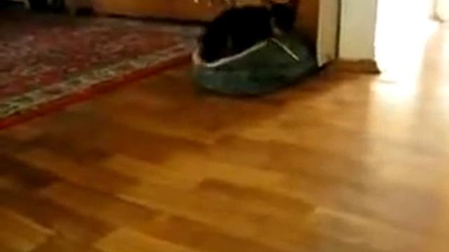 Ипкинс  раскаялся смотреть онлайн