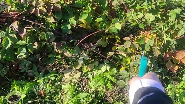 Ежевика готовлю к зиме Великий Новгород часть 1