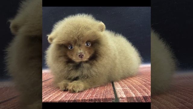 От Даны смотреть онлайн