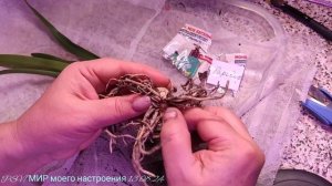 Гиппеаструмы обработка луковиц перед посадкой,ч.1.La Paz,