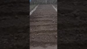 Салат латук и всё о нём: выращивание листового салата