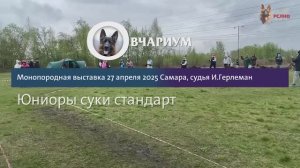 ЮНИОРЫ СУКИ / КЧК САМАРА 27 апреля`25 И.Герлеман Моно немецких овчарок