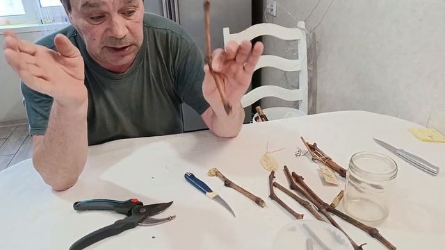 Укоренение черенков винограда весной ПРОВЕРЕННЫМ СПО