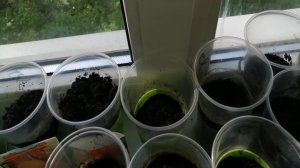 Выращивания томата/Томаты на подоконнике/Как вырастить помидоры круглый год/Эксперимент/1 сезон