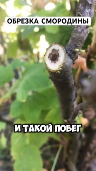 Осенняя обрезка смородины!