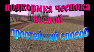 Подкормка чеснока весной простейший способ