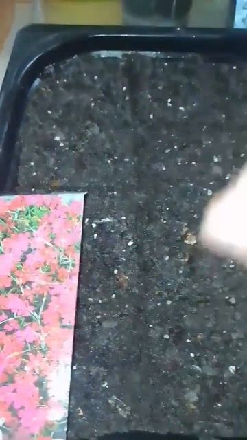 💮💥💞 ПРАВИЛЬНИЙ ПОСІВ ГВОЗДИКИ ТРАВ'ЯНКИ ⁉️ смотреть онлайн