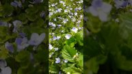 Так цветет вероника ползучая
