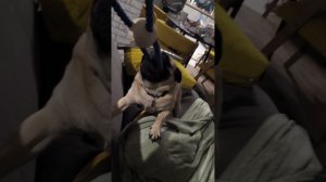 Мопсохватство