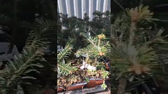 Саженцы Колорлайн #садоводство #озеленение #многолетн смотреть онлайн