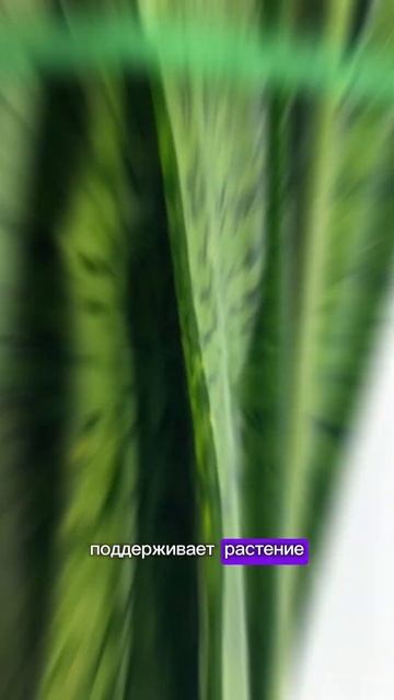 Случайная находка на Озон - лента для подвязки растени смотреть онлайн