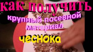 Получение очень крупных семян(водушка) чеснока