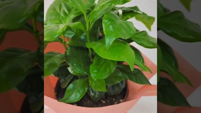 Комнатные растения в Бердске с доставкой смотреть онлайн