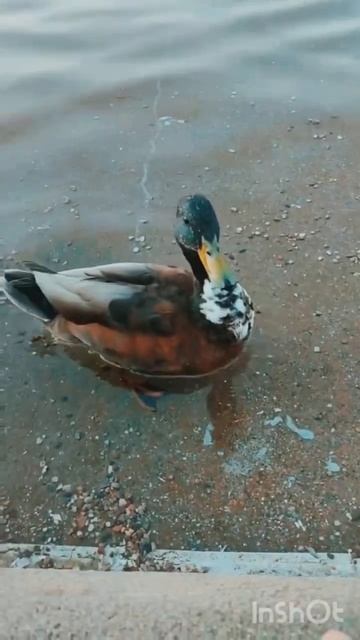 У меня есть начальник ! 🦆🦆 #пруд #вода #начальник #утк?
