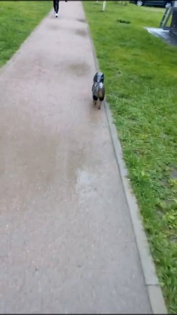 Немецкий Лиловый Шпиц на прогулке.