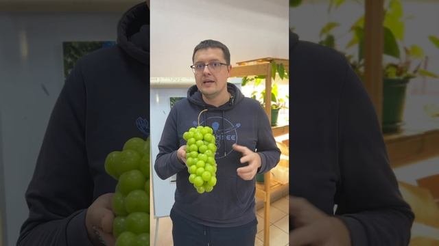 ШАЙН МУСКАТ - есть ли сорта лучше? #виноградульяновска