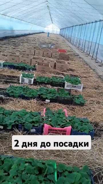 Рассада огурца #землядел #agro #garden
