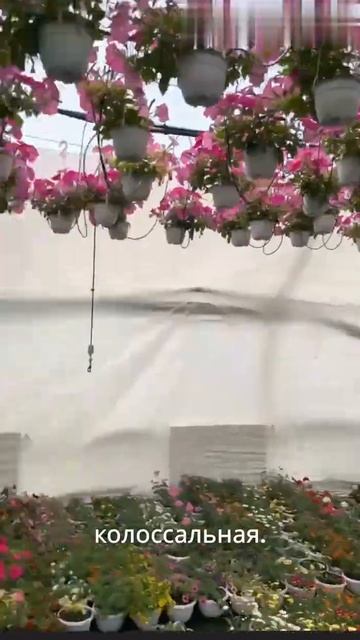 Мой любимый питомник #shortclip #agriculture #дача #shortsyoutube #plants #fl