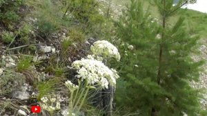 Вздутоплодник сибирский: Редкое растение Сибири | Phlojod