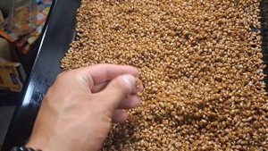 КАК СДЕЛАТЬ ЗЕРНОВОЙ МИЦЕЛИЙ ВЕШЕНКИ!?