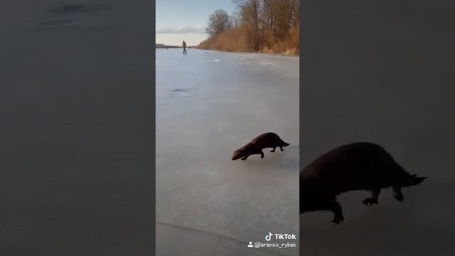 Хорек, прикольная зверюшка, зверюшка ворует рыбу смотреть онлайн