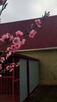 Опыление деревьев пчёлами в дождь? Миф или реальность!