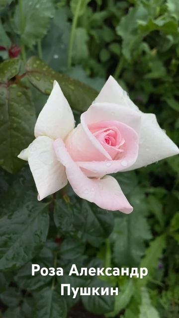 Роза Александр Пушкин / rose Prince Jardinier