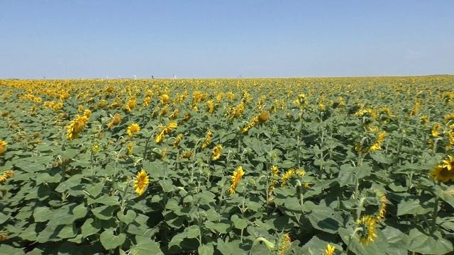 ОТЕЧЕСТВЕННУЮ СЕЛЕКЦИЮ ПОДСОЛНЕЧНИКА РАЗВИВАЮТ В ВОЛ