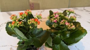 Каланхоэ- как добиться магазинного цветения дома .  Ка?