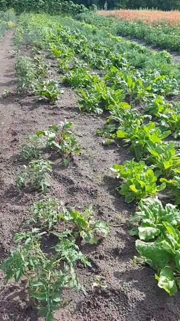 Огород.Первый раз показываю)) смотреть онлайн