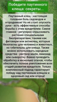 Победите паутинного клеща: секреты...