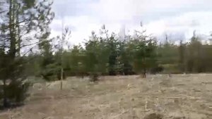 Pogoda v Sibiri Лесной водоём