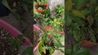 Грунт для лесных кактусов и джаботикабы.
