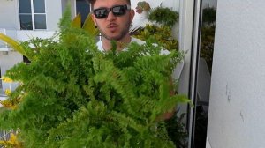 США, Флорида, Растения на балконе