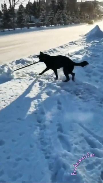 Помогает Сгребать Снег ❄️ Funny Dog 🐕 #tiktokvideo #animalsfunny смотреть онлайн