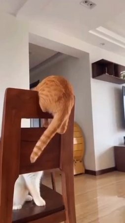 Хорошую игрушку нашел 🤣