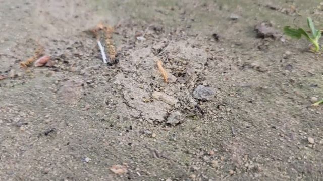 ЗА 1 РАЗ ИЗБАВИЛАСЬ ОТ МУРАВЬЕВ И ТЛИ НАВСЕГДА! Я В ШОКЕ смотреть онлайн