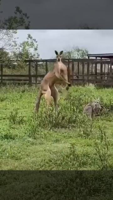 Кенгуру бодибилдер смотреть онлайн