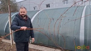 Обрезка винограда осенью. Одноплоскостная веерная фо?
