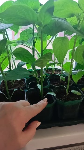 Если ваш перец сбрасывает семядольные листья, то вы об смотреть онлайн