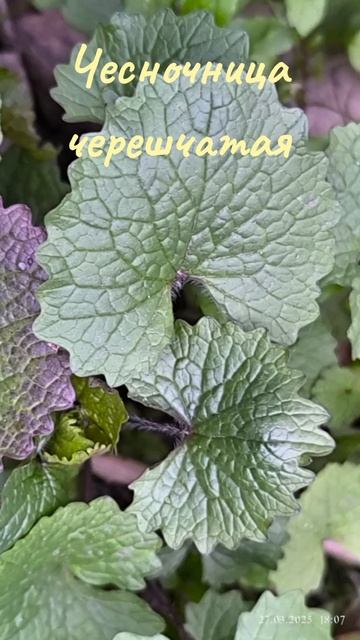 ☘️ Чесночница черешчатая (чесночник) ☘️ #чесночник #? смотреть онлайн