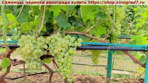 Парад сортов на 27.07.24 года - виноград Кишмиш ЛЮЧИЯ https:/